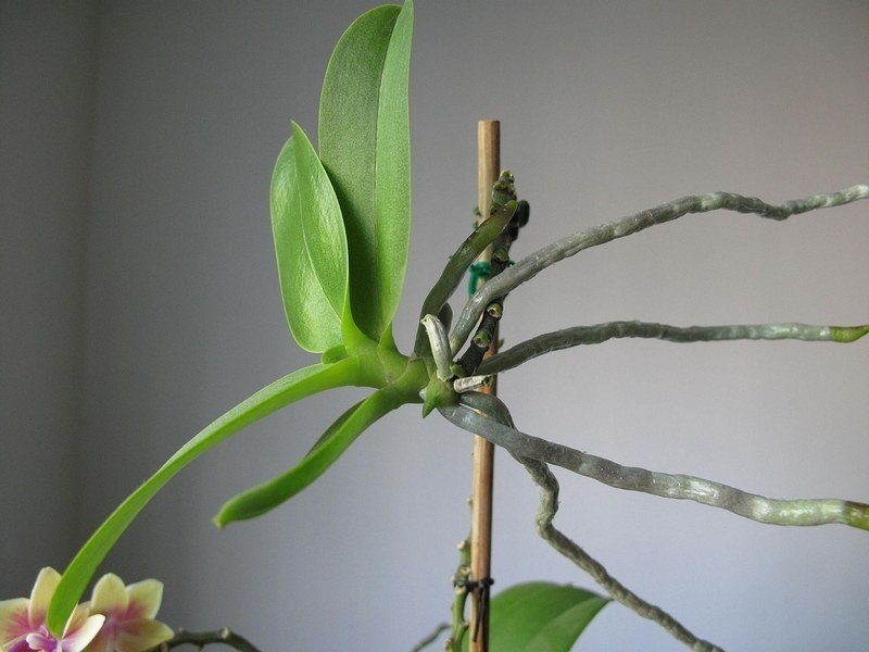 orchideaszaporitas