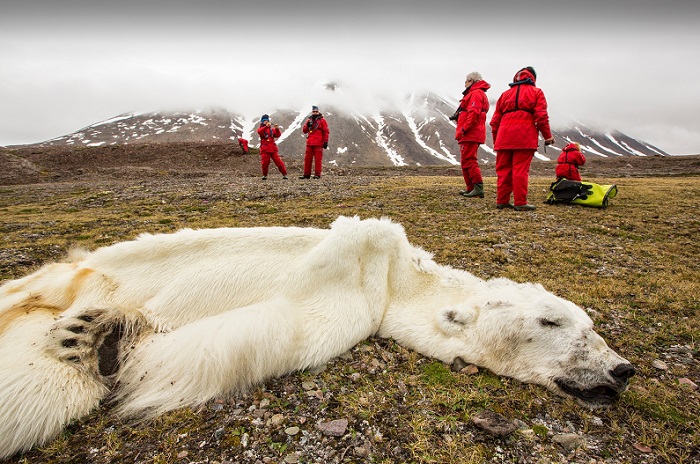 A male Polar Bear (Ursus maritimus) starved to death as a consequence of climate change. This male Polar Bear was last tracked by the Norwegian Polar Institute in April 2013 in southern Svalbard. Polar bears need sea ice to hunt thir main prey, seals. The winter of 2012/13 was one of the worst on record for sea ice extent. The western fjords on Svalbard that normally freeze in winter, remained ice free all season. This bear headed north, looking for suitable sea ic to hunt on. It travelled a long way north, finding no suitable sea ice to hunt on, it finally ran out of gas and collapsed exhausted and died. The future for Polar Bears looks bleak in a climate changing world. Recent scientific studies show that Polar Bears are geting thinner and weighing less, as they have less time to hunt in the winter and a longer fasting period in summer. Without sea ice, they starve to death. Predictions show the Arctic being ice free before the end of the century.