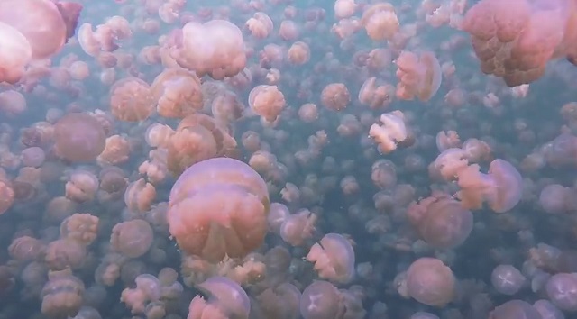 palau-meduza