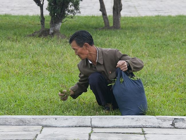 according-to-the-photographer-its-quite-common-to-see-people-who-collect-and-eat-grass-from-parks-17