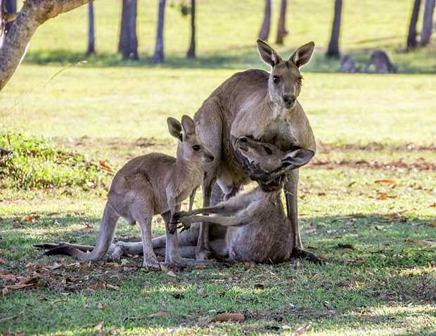 kangaroo-2-1